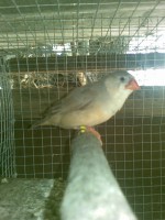 /album/olantel-de-mandarins/foto-1392-jpg/