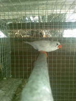 /album/olantel-de-mandarins/foto-1393-jpg/